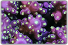 TriColor Acropora